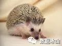 遇见遛狗的小姐姐怎么聊天,单身狗怎么吸引妹子