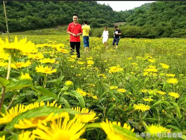 利川著名的油菜花田,利川花海在几月份