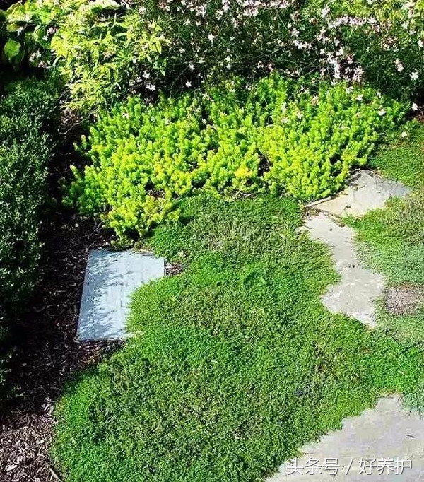 地被植物花园点缀,地被植物铺地