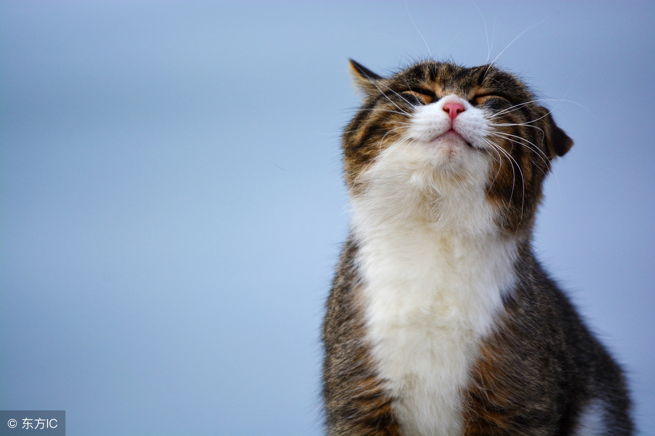 猫咪得了猫癣怎么办可以用什么,猫咪有猫癣严重怎么办