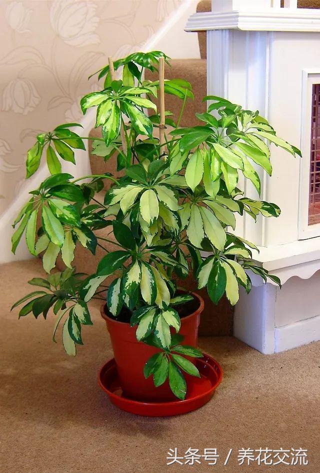 适合办公室桌上的盆栽植物图片,适合办公室桌面容易养的植物