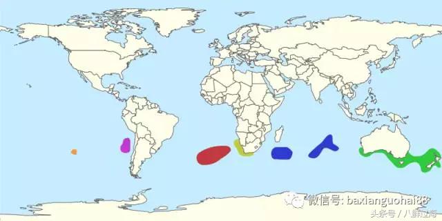 新西兰绿岩龙虾,生长在岛上的海鲜