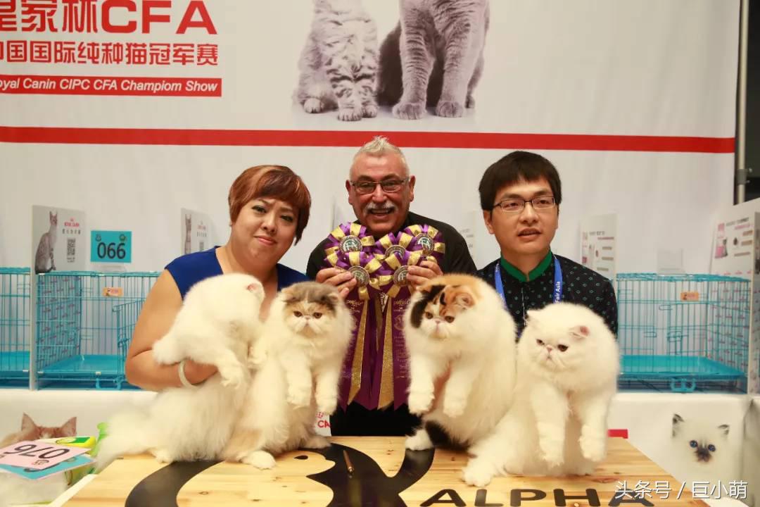 2024中国最大的宠物展,国际宠物展亚洲宠物展