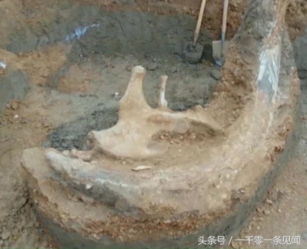 猛犸象的象牙被发掘出来有多大 (俄罗斯挖猛犸象牙视频)