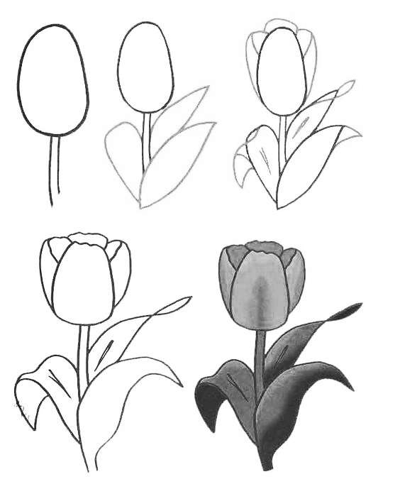 零基础学习简笔画花朵入门,简笔画花卉大全简单小学生