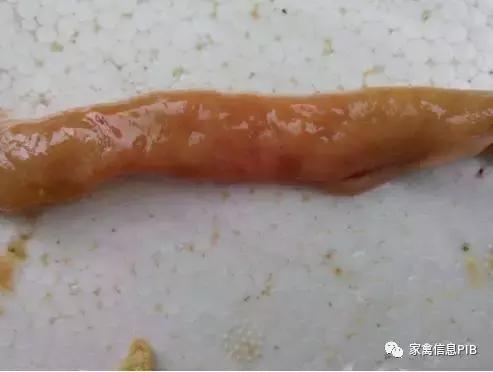 造成瘫鸡的原因有哪些，该如何防控？