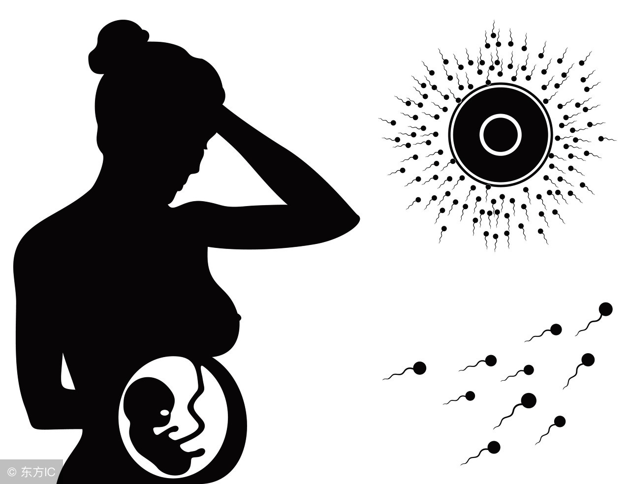 为什么精子进入女性体内没有“受精”，那他们去哪里了？
