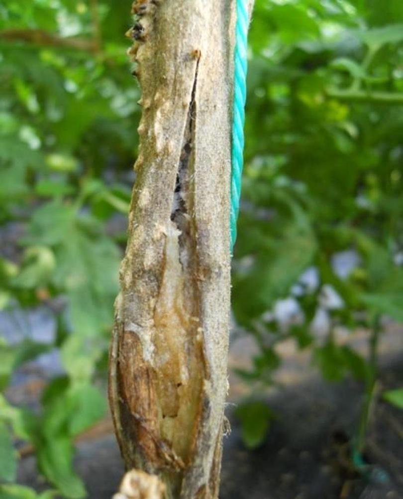 番茄髓部坏死和溃疡病,番茄细菌性髓部坏死病