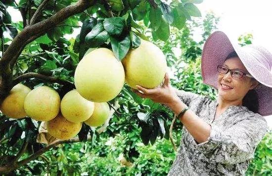 农业最赚钱的十种模式,十大经典农业案例