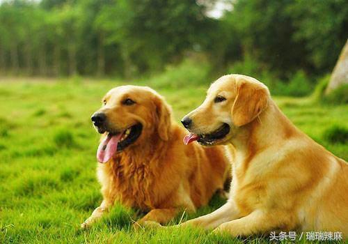 长期吃狗粮到底好不好,吃狗粮有害吗