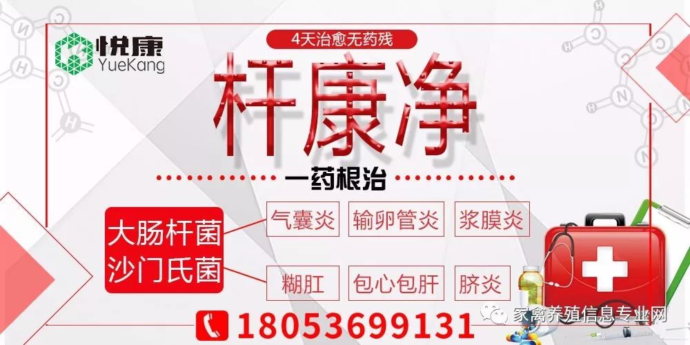 30天肉鸭趴着死怎么回事,肉鸭趴着死和蹬腿死有什么区分