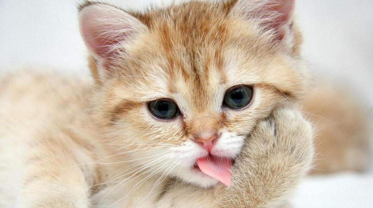 100个猫窝图片大全,各种各样的猫窝