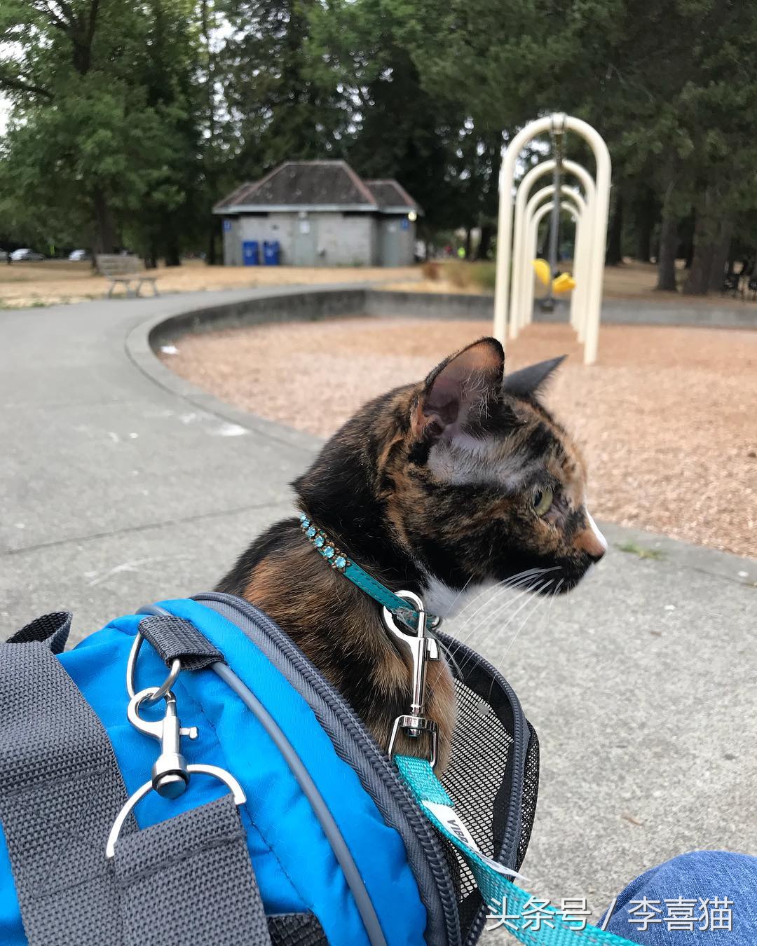 猫咪出门遛需求注意什么,带猫咪出门怎样避免乱跑