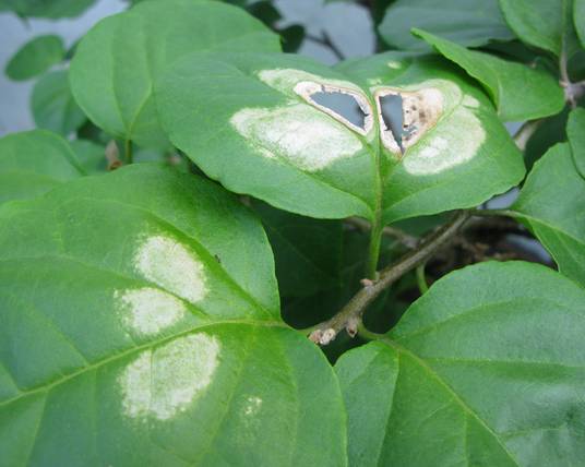 植物生病对照表,盆栽植物生病治疗方法