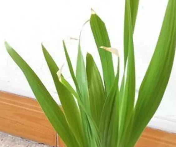 植物生病对照表,盆栽植物生病治疗方法