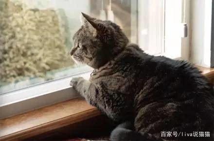 刚到家的小奶猫需求去医院吗,刚接回来的小奶猫容易得的传染病