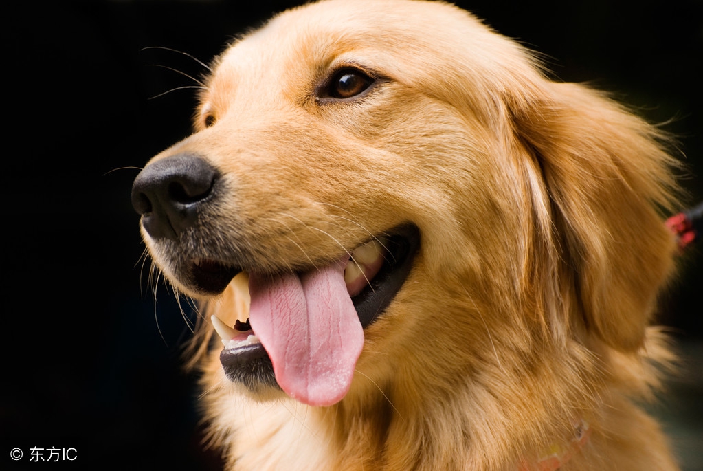 金毛幼犬多少钱一只最合适,金毛幼犬多少钱一只左右