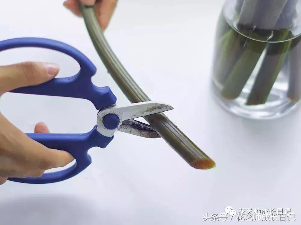 水培睡莲种植养护重点有哪些,睡莲正确的养护方法