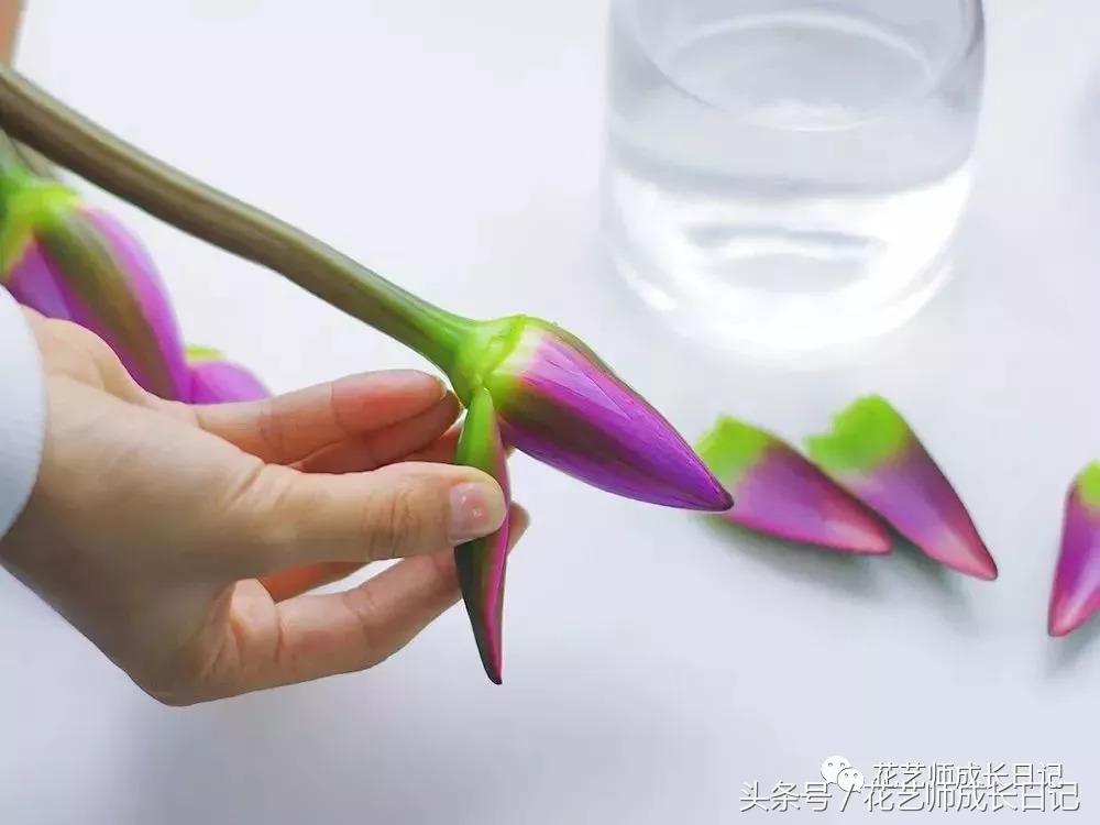 水培睡莲种植养护重点有哪些,睡莲正确的养护方法