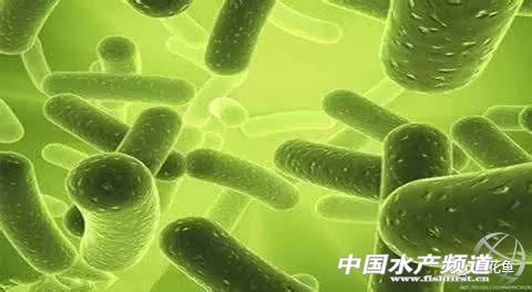 水产养殖中微生物制剂都有哪些,水产养殖微生物制剂十大品牌