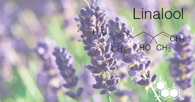 「健康」为啥有人对香菜喜爱有加，有人却厌恶至极？终于真相大白