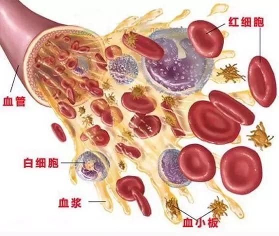白细胞是免疫力的标准吗,白细胞是人类的守护神