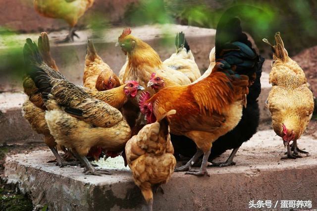 养鸡的十大妙招有哪些,养鸡的秘诀