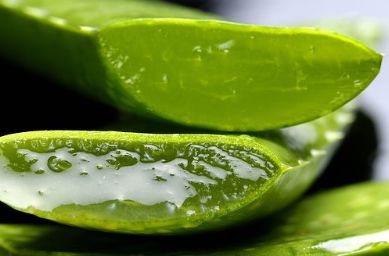 「夜听」家里养一盆，药费不用花！最安全的血管“保护伞”，太值了