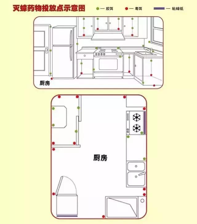 如何在家里把蟑螂弄死,蟑螂头疼