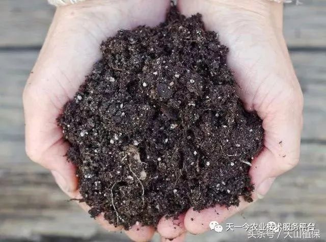 枯草芽孢杆菌不能和什么药使用,枯草芽孢杆菌和杀菌剂能一起用