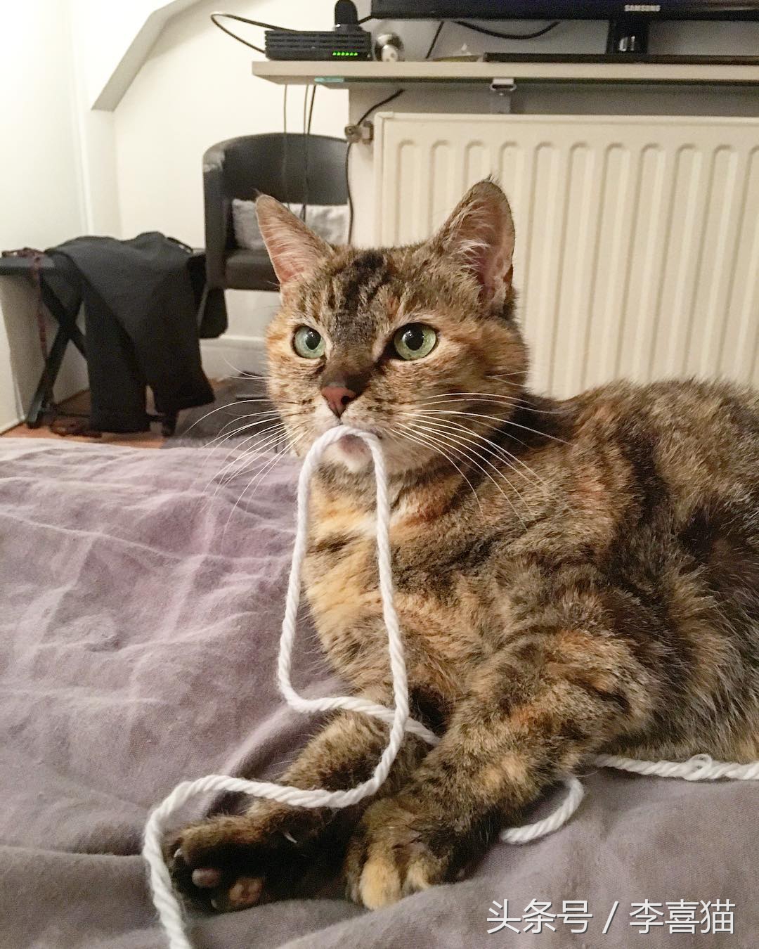 猫咪老咬数据线该怎么办,猫咪怎么养成不咬数据线