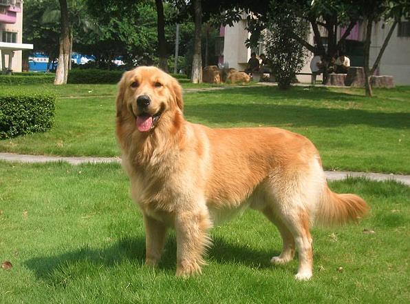 金毛为什么禁止养藏獒,城市禁止养的狗五种大型犬