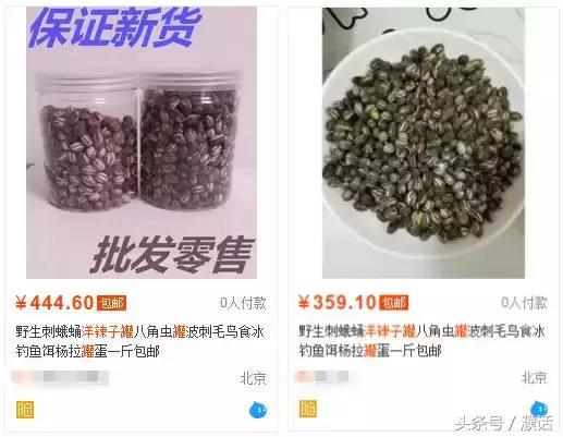 身价暴涨，濮阳农村几乎家家都有！这东西竟然卖300一斤···