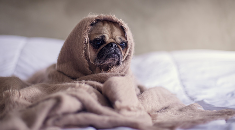 成年犬细小最佳自救方法,小狗得了细小怎么自救