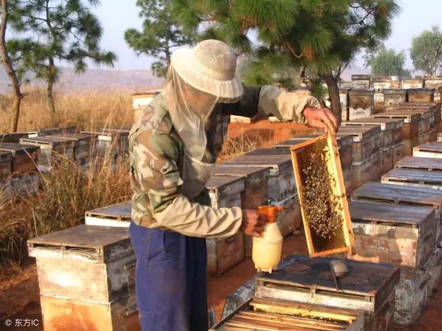 蜂有白垩病怎么治啊,蜂害怎么防治最好