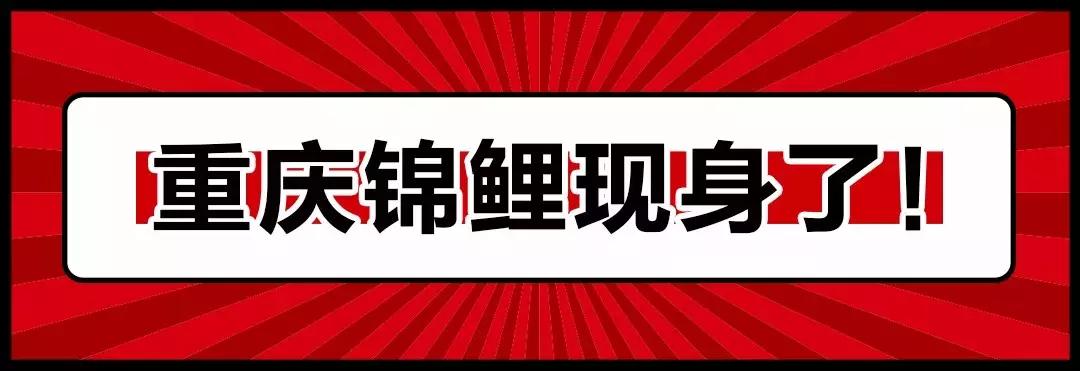 重庆柒月素颜,重庆柒月的视频