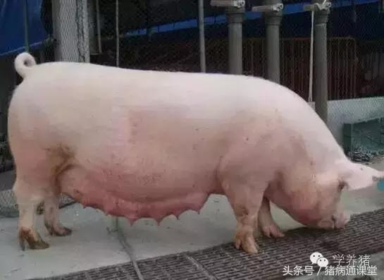猪场人工养殖技术,猪场实用动手