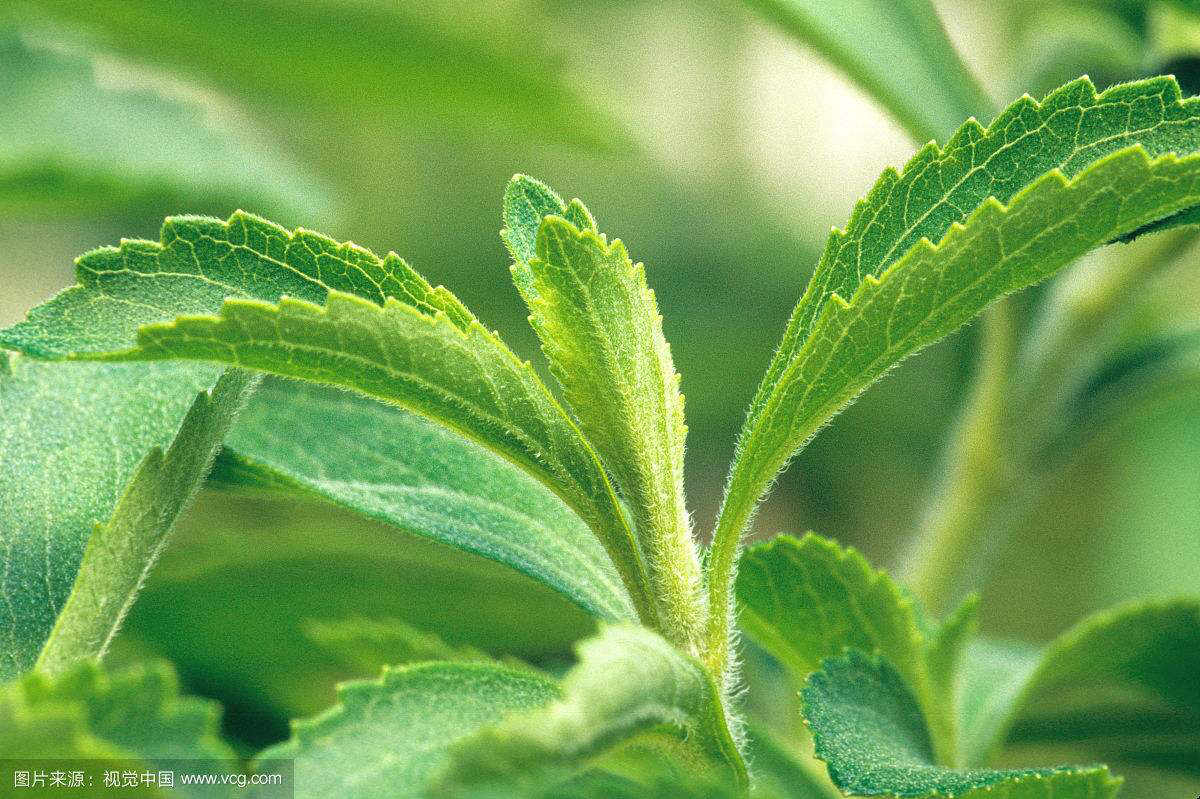 中药材甜叶菊最新价格现在是多少,中药材甜叶菊的作用