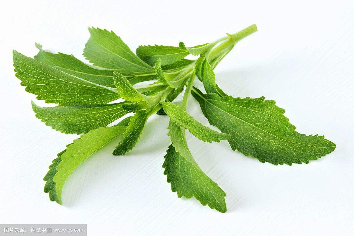 中药材甜叶菊最新价格现在是多少,中药材甜叶菊的作用