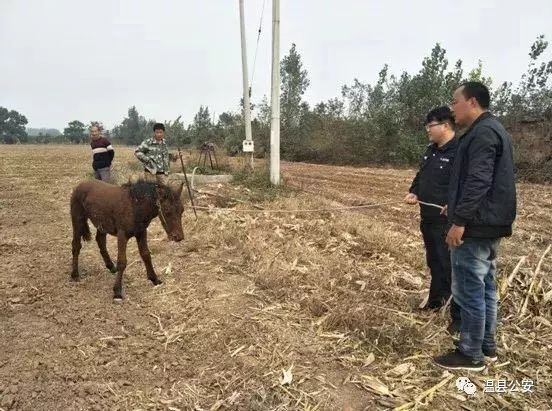 马儿受惊视频,马儿受惊狂奔后续