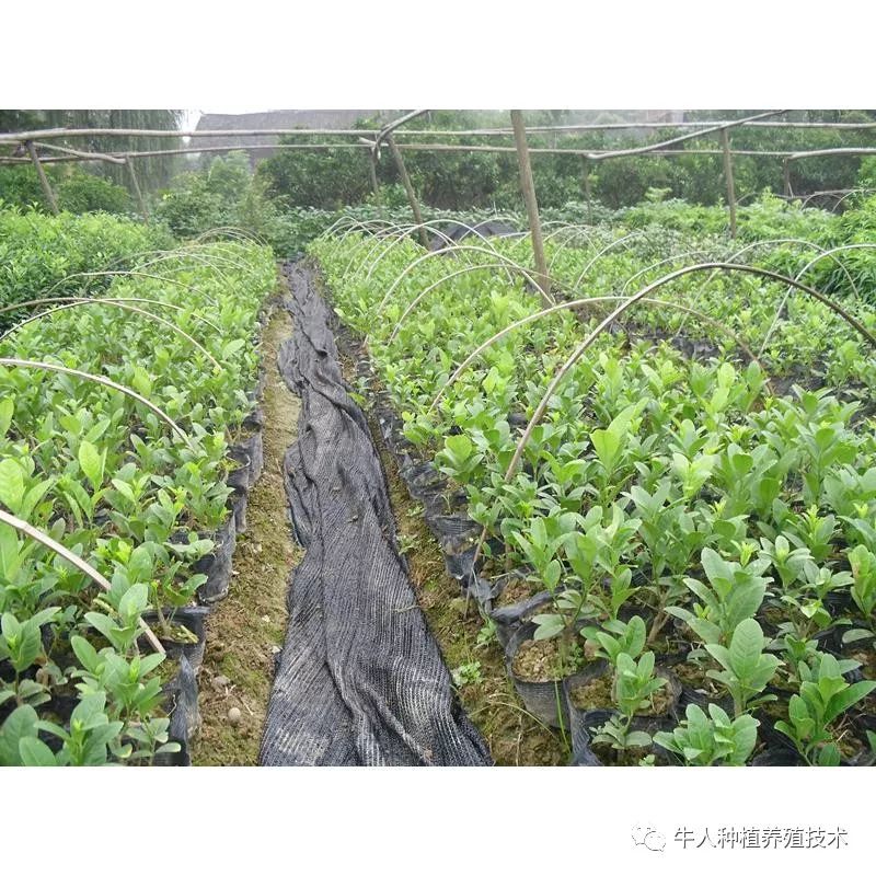 佛手栽培技术大全书籍,佛手栽培技术