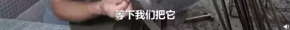 2018年华农兄弟吃的竹鼠,华农兄弟吃竹鼠的一百种理由
