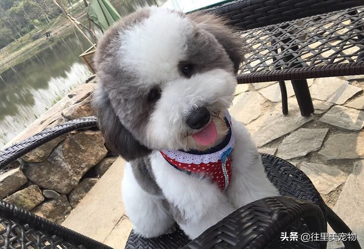 怎么分辨泰迪贵宾犬纯不纯,泰迪和贵宾犬有什么区分呢