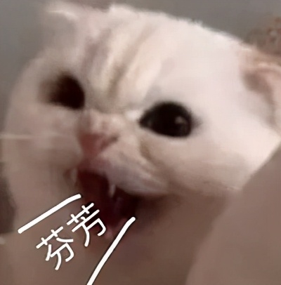 流泪猫猫头,流泪猫猫头抱小熊