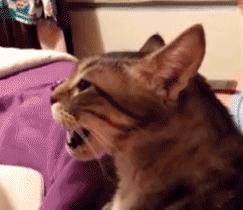 猫咪在床单上拉臭臭,猫咪上了厕所弄得家里很臭