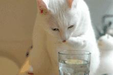猫咪之前爱喝水突然就不爱喝水了,猫咪突然不吃饭也不喝水怎么回事