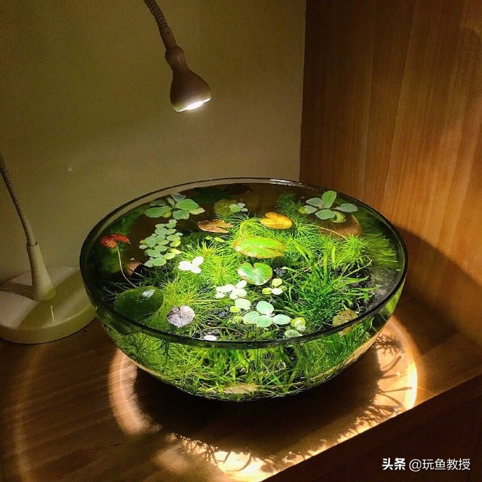 简单草缸制作方法,简单草缸新手入门
