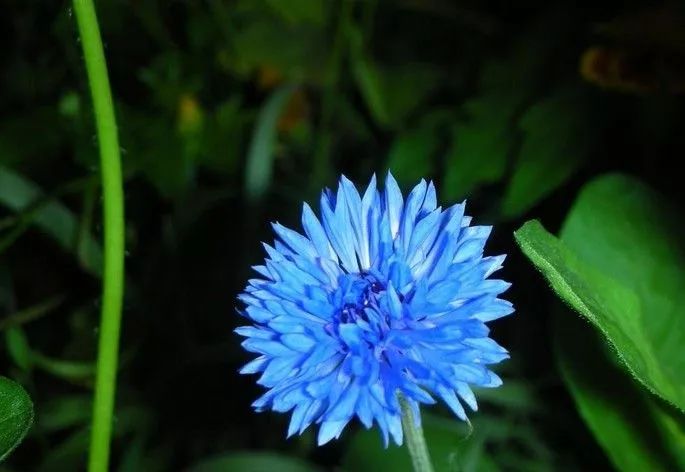 50种鲜切花花语，每个花艺师都要知道