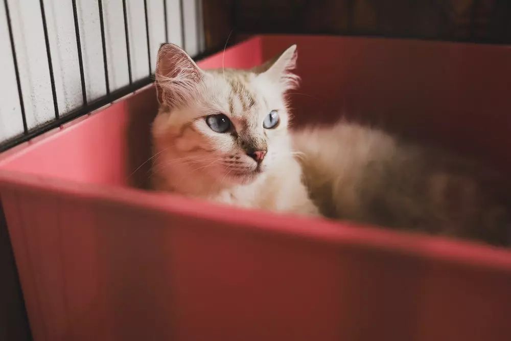 猫咪之前爱喝水突然就不爱喝水了,猫咪突然不吃饭也不喝水怎么回事