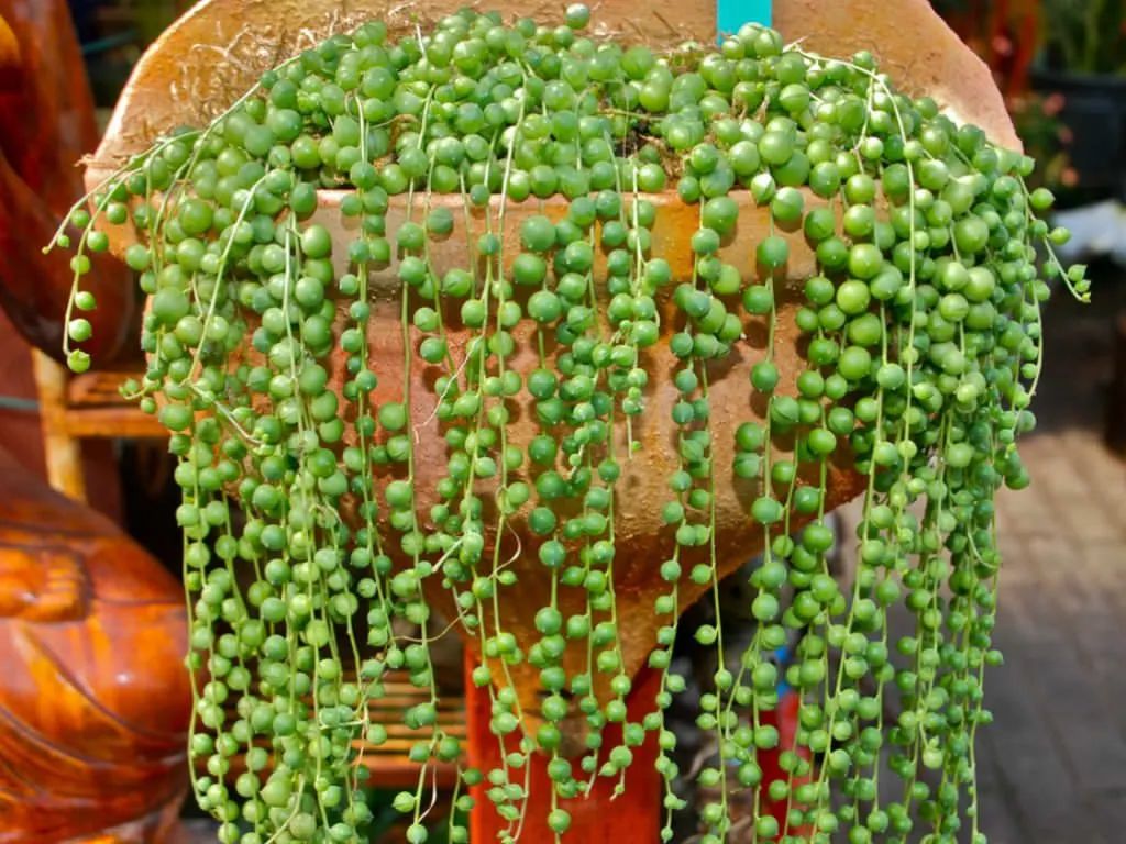 不需求晒太阳的小型多肉植物,多肉植物散射光